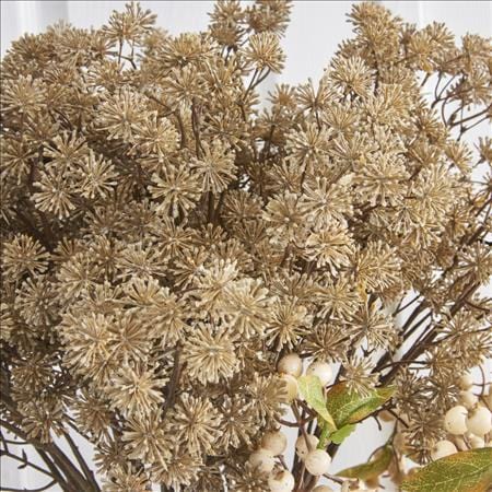 Natural Aralia Stem