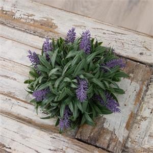 Audrey's Lavender Half Sphere