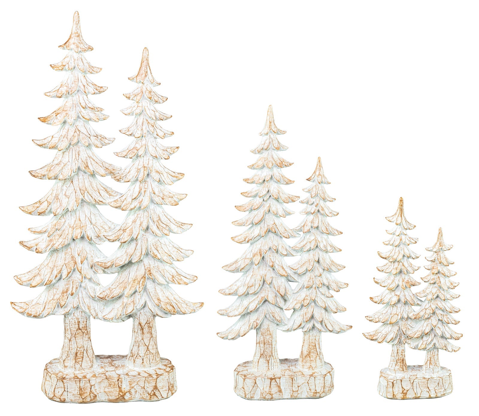 White Pine Tree
