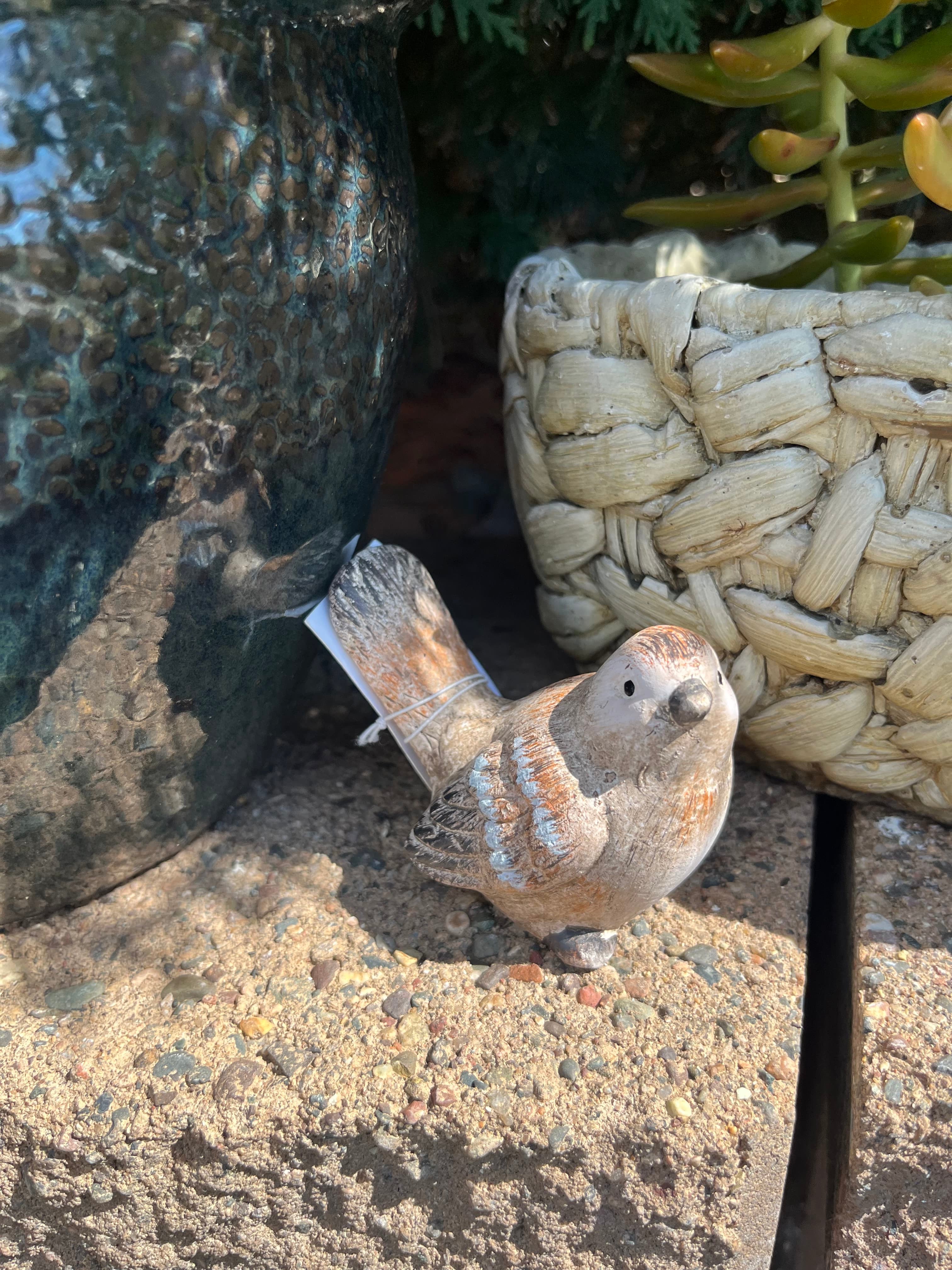 Brown Birds