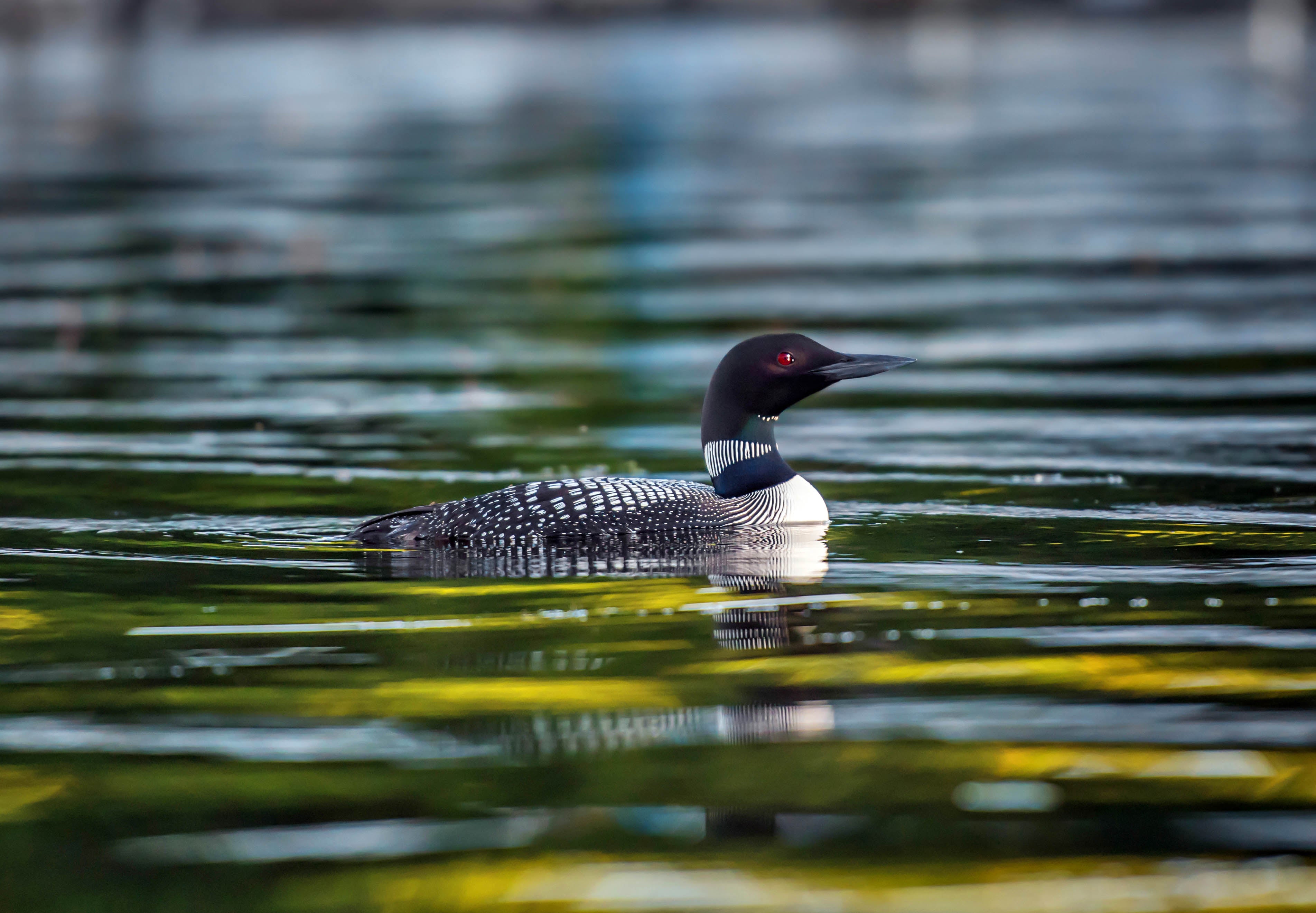 Loon on the Lake Blank Greeting Card (5x7)