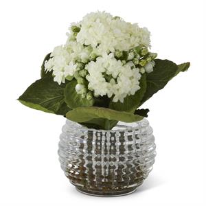 White Kalanchoe in Pressed Glass Vase