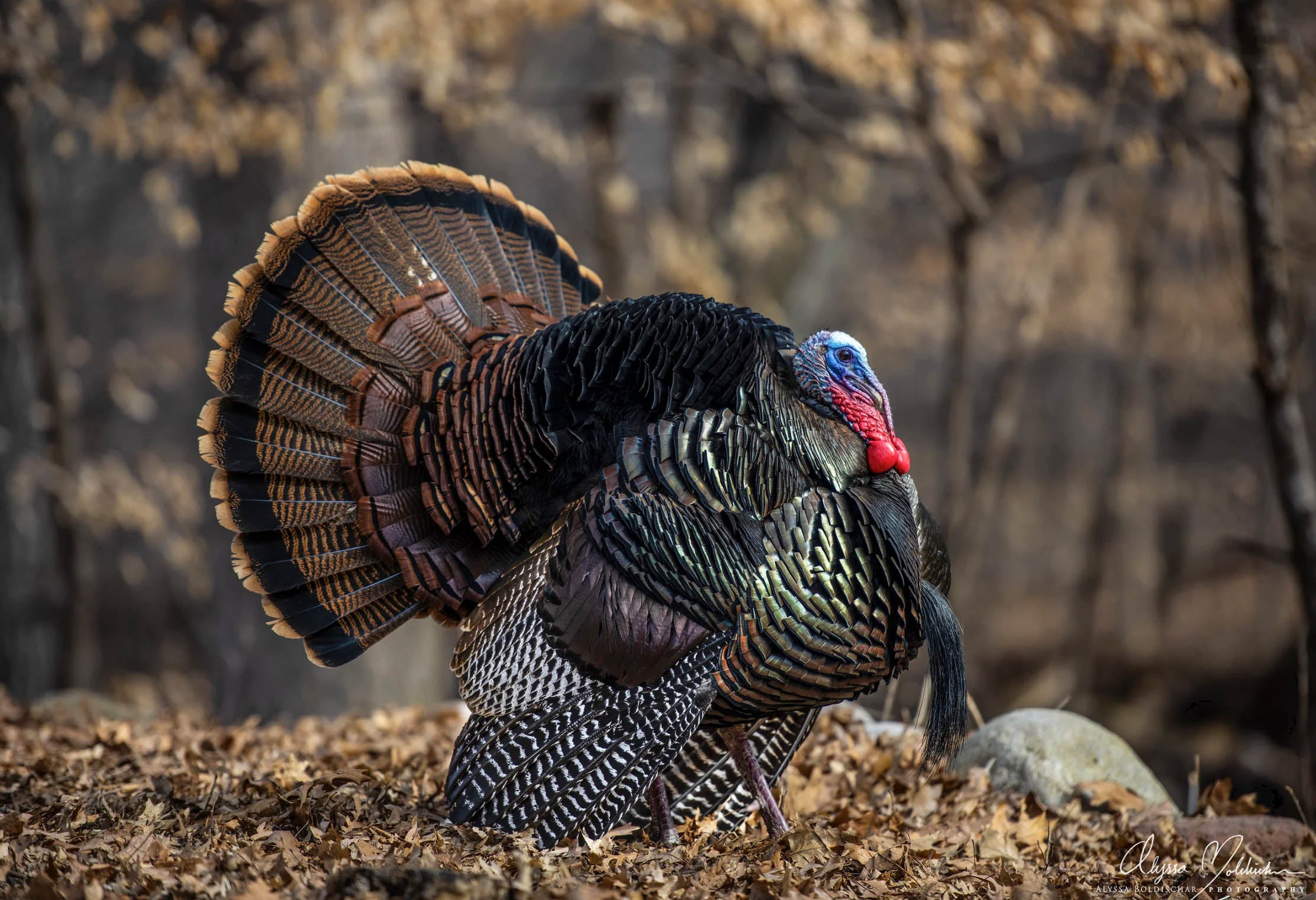 Wild Turkey Blank Greeting Card (5x7)