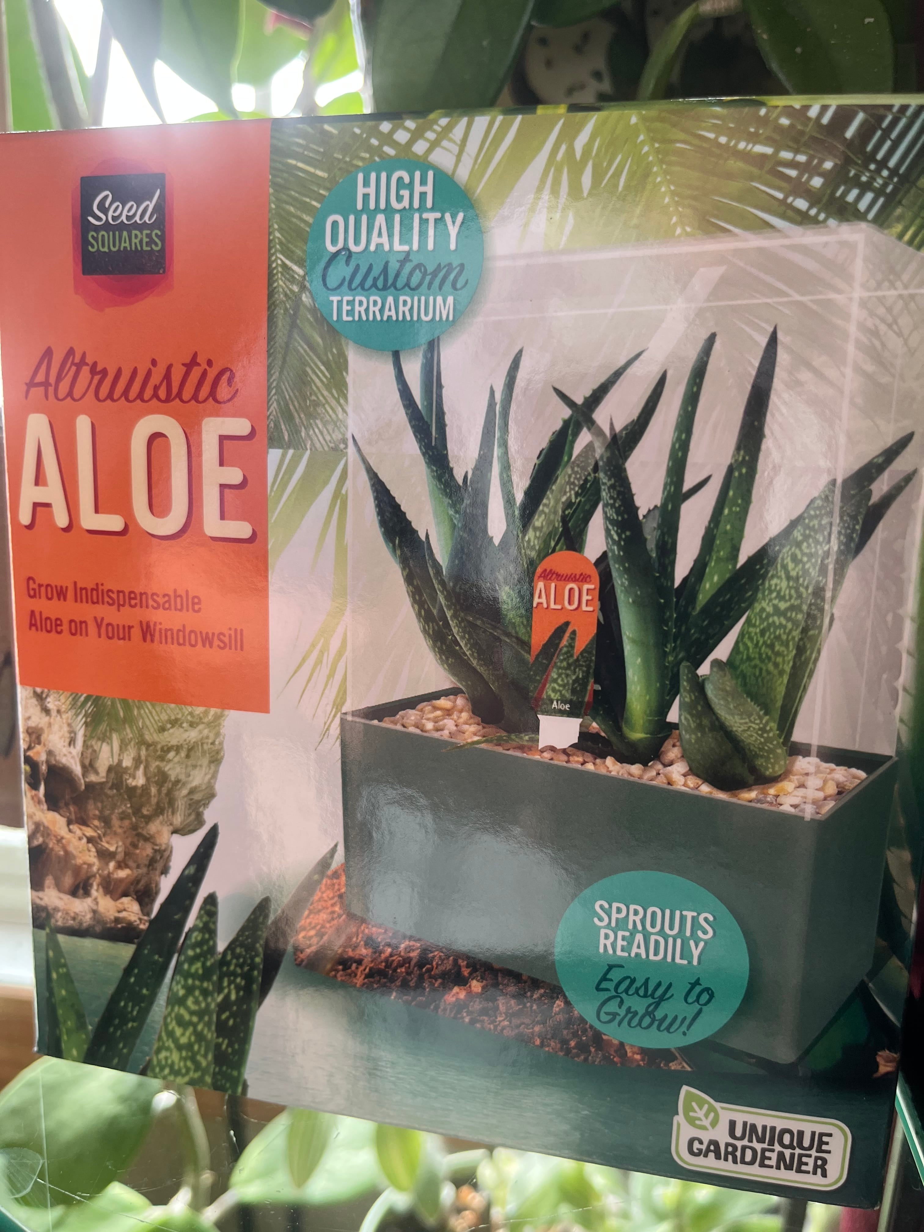 Aloe Seed Square Terrarium