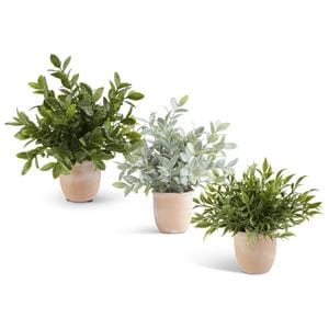 Assorted 11 Inch Herbs in Terracotta Pot