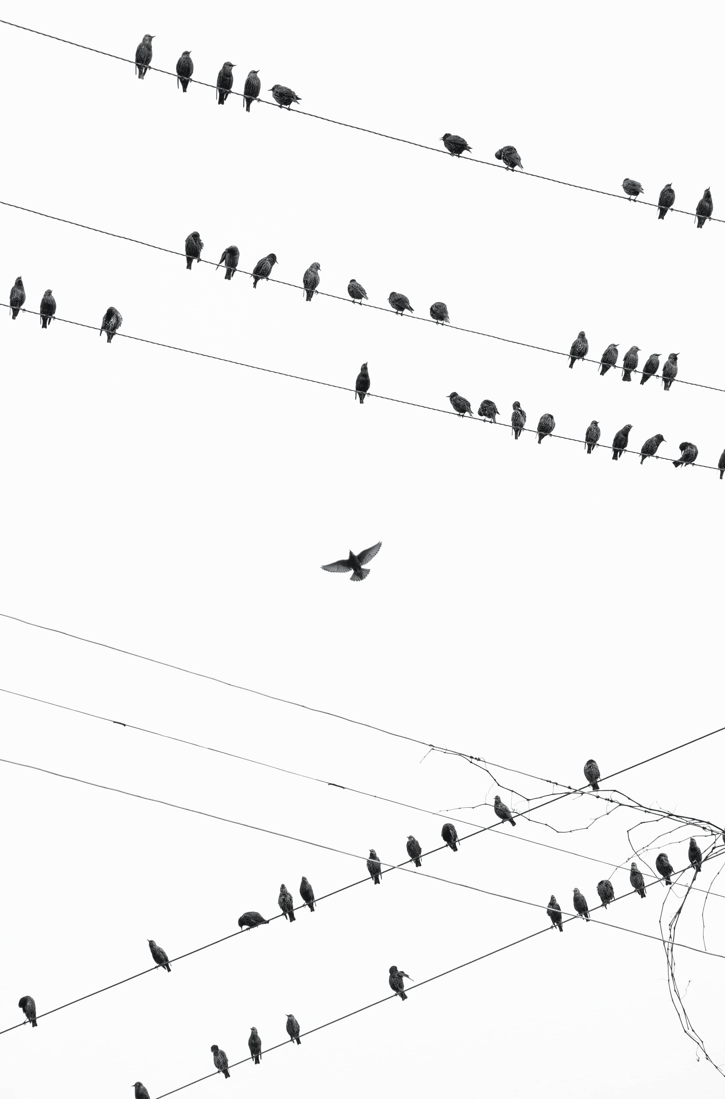 AB #26 (Alyssa B - Opal & Birch)) Artwork, Photography City Birds Photo Print