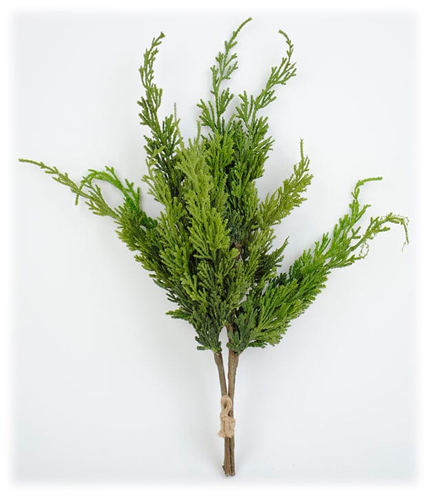 Cyprus-Norfolk-Pine-Bundle