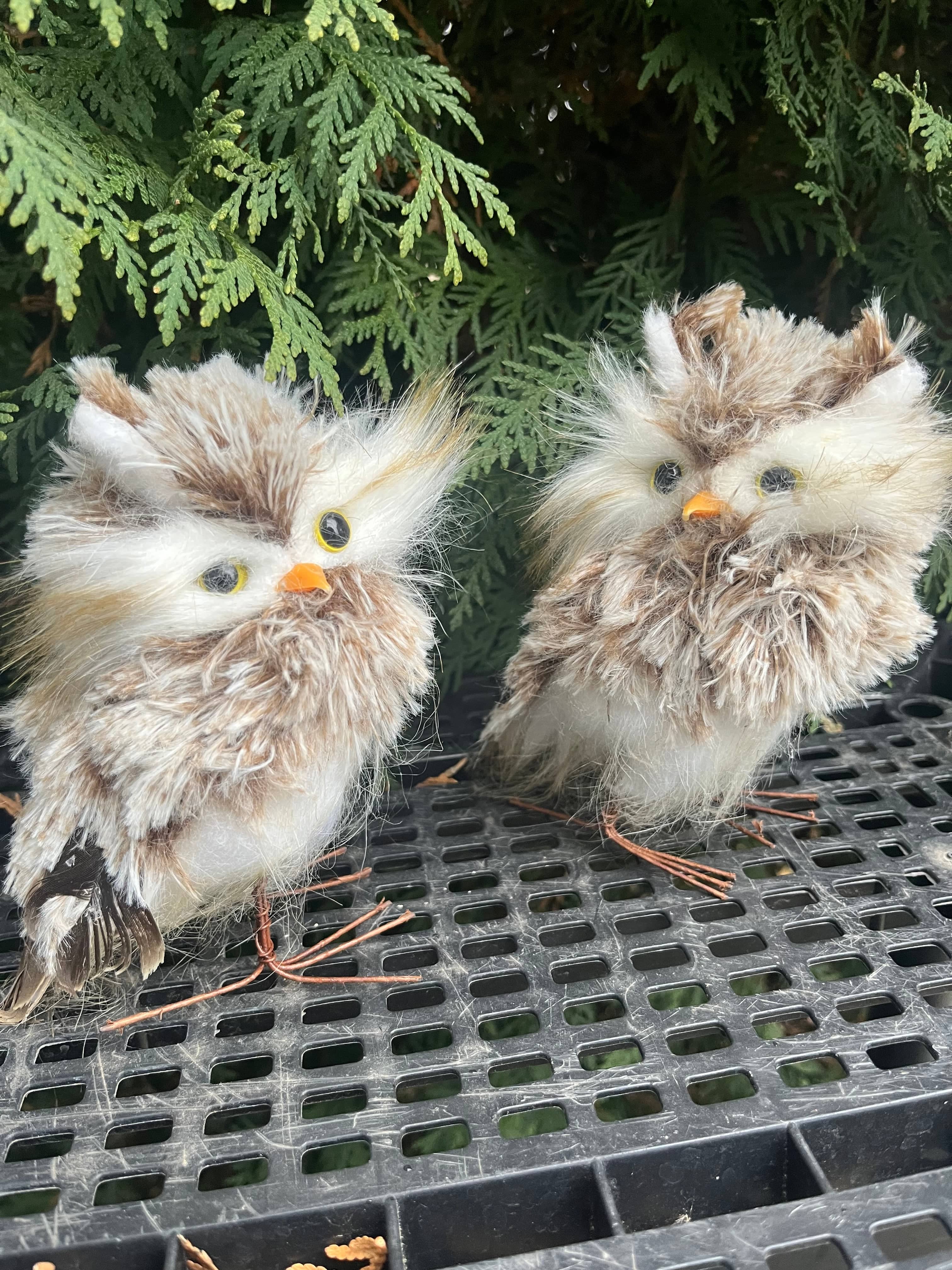 APM #4 (Andy) Decorative Owls Decorative Owls