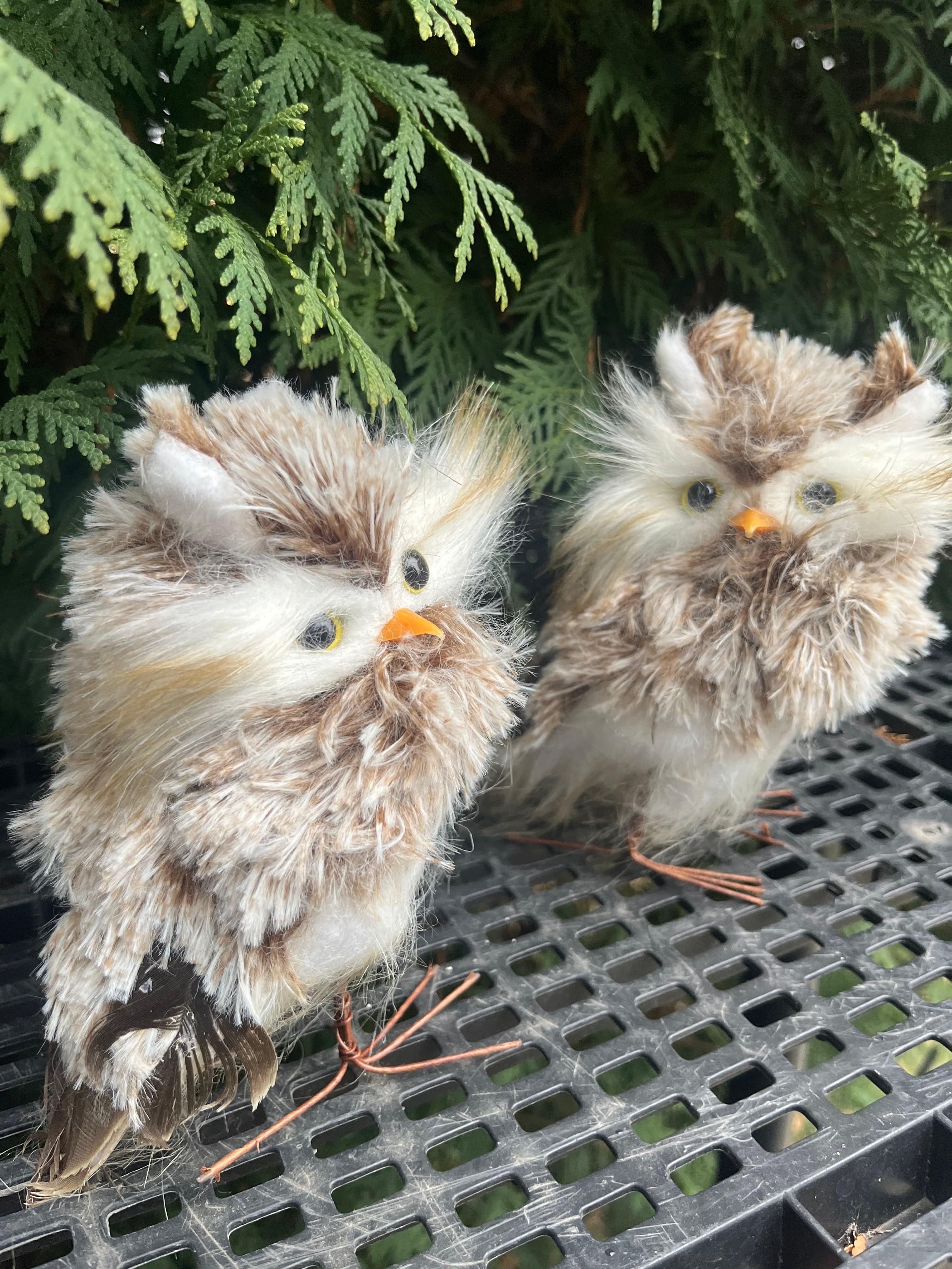 APM #4 (Andy) Decorative Owls Decorative Owls