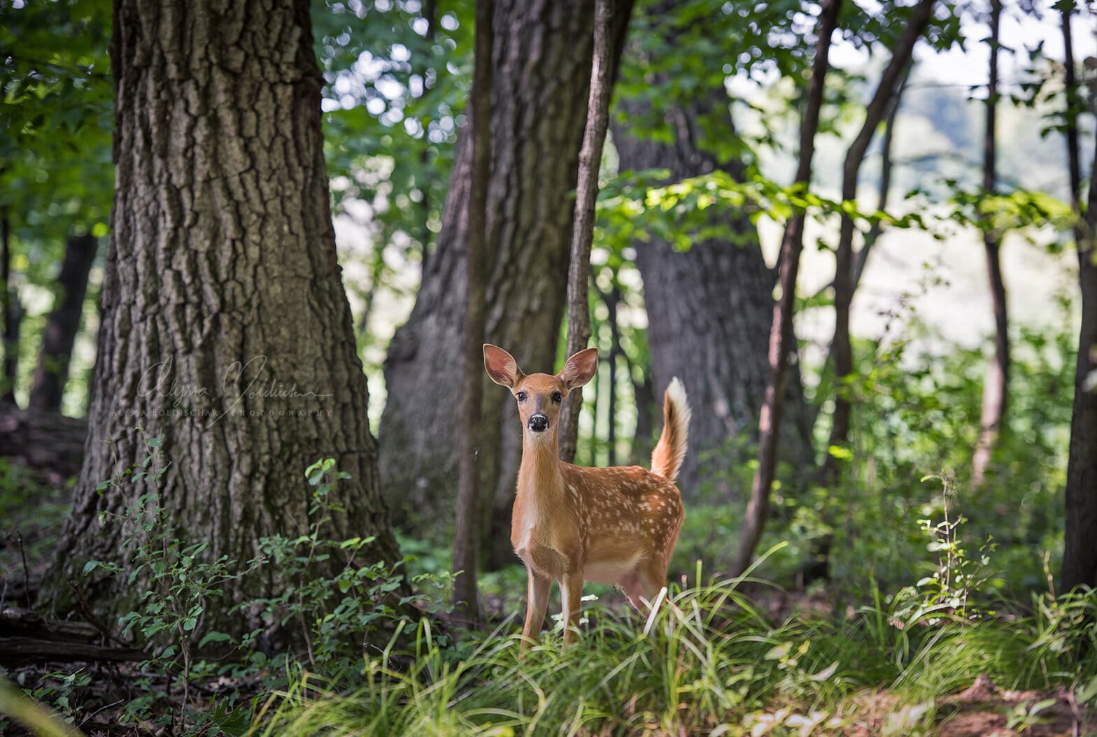 Deer Blank Greeting Card