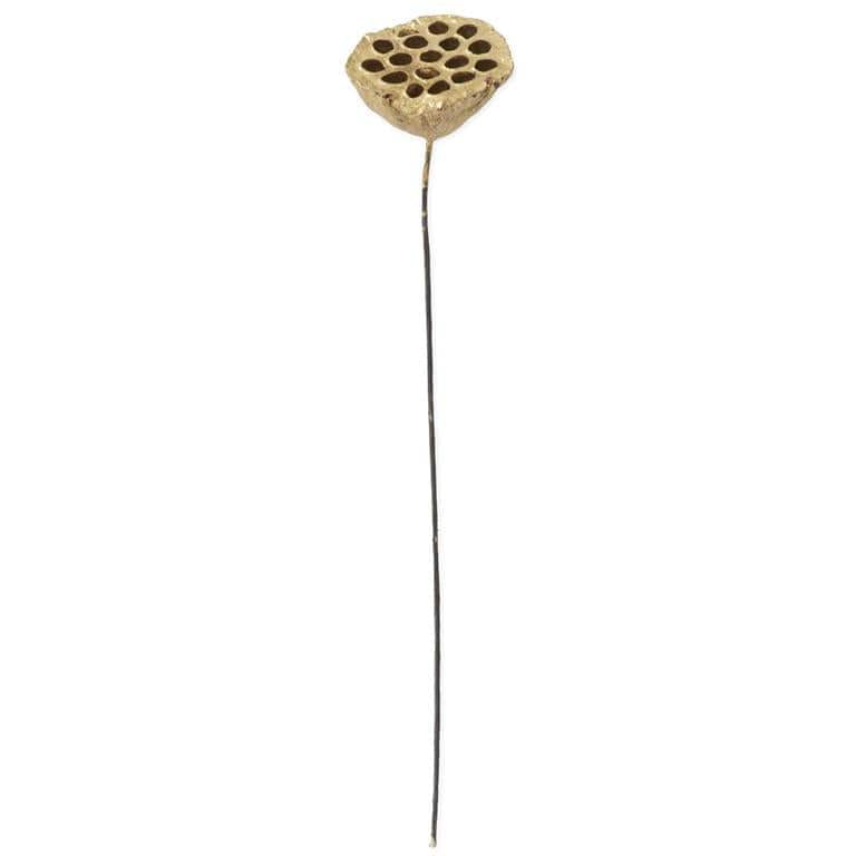 Gold Lotus Seedpod