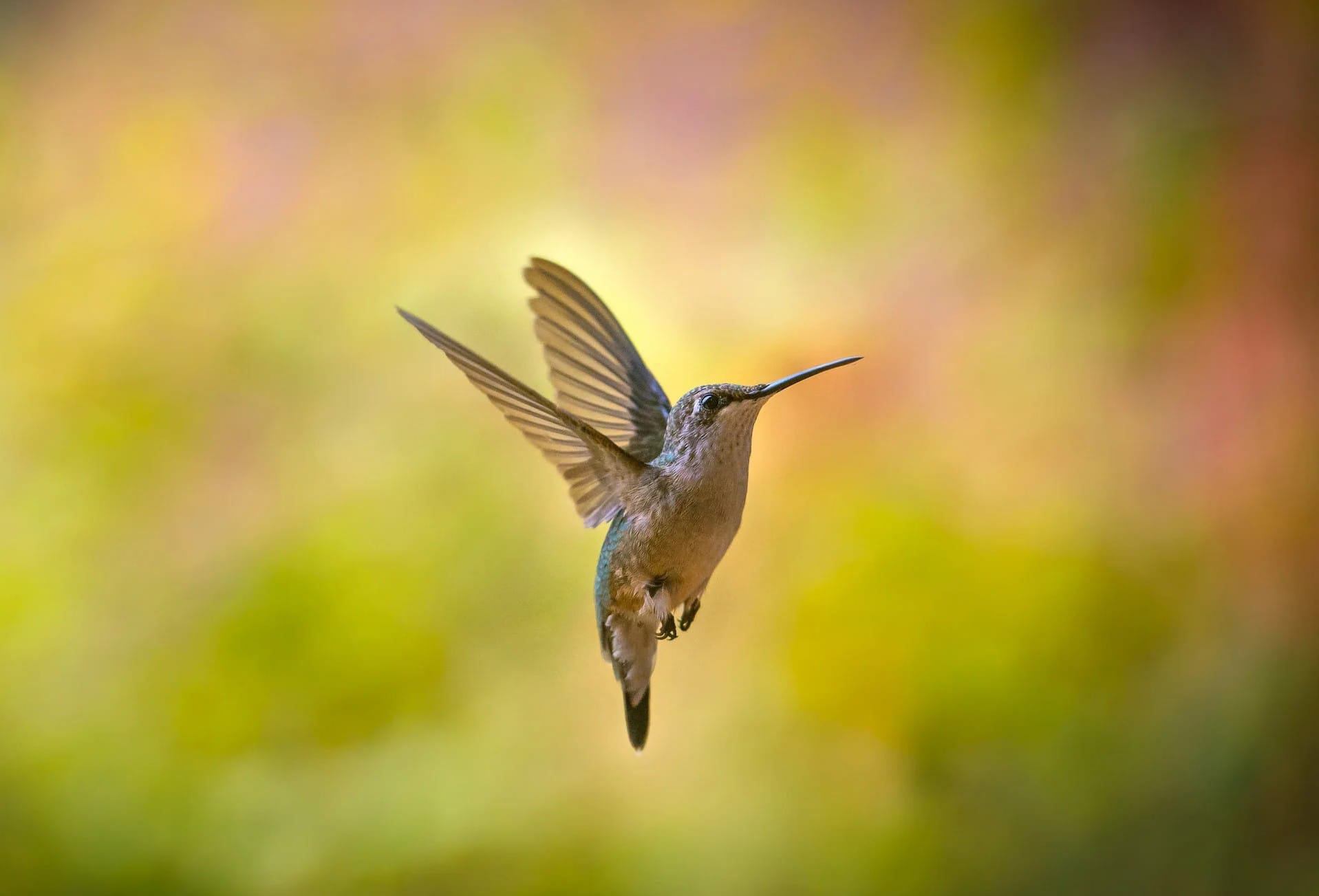 Hummingbird Art Print