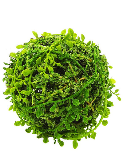 Moss Orb Ball