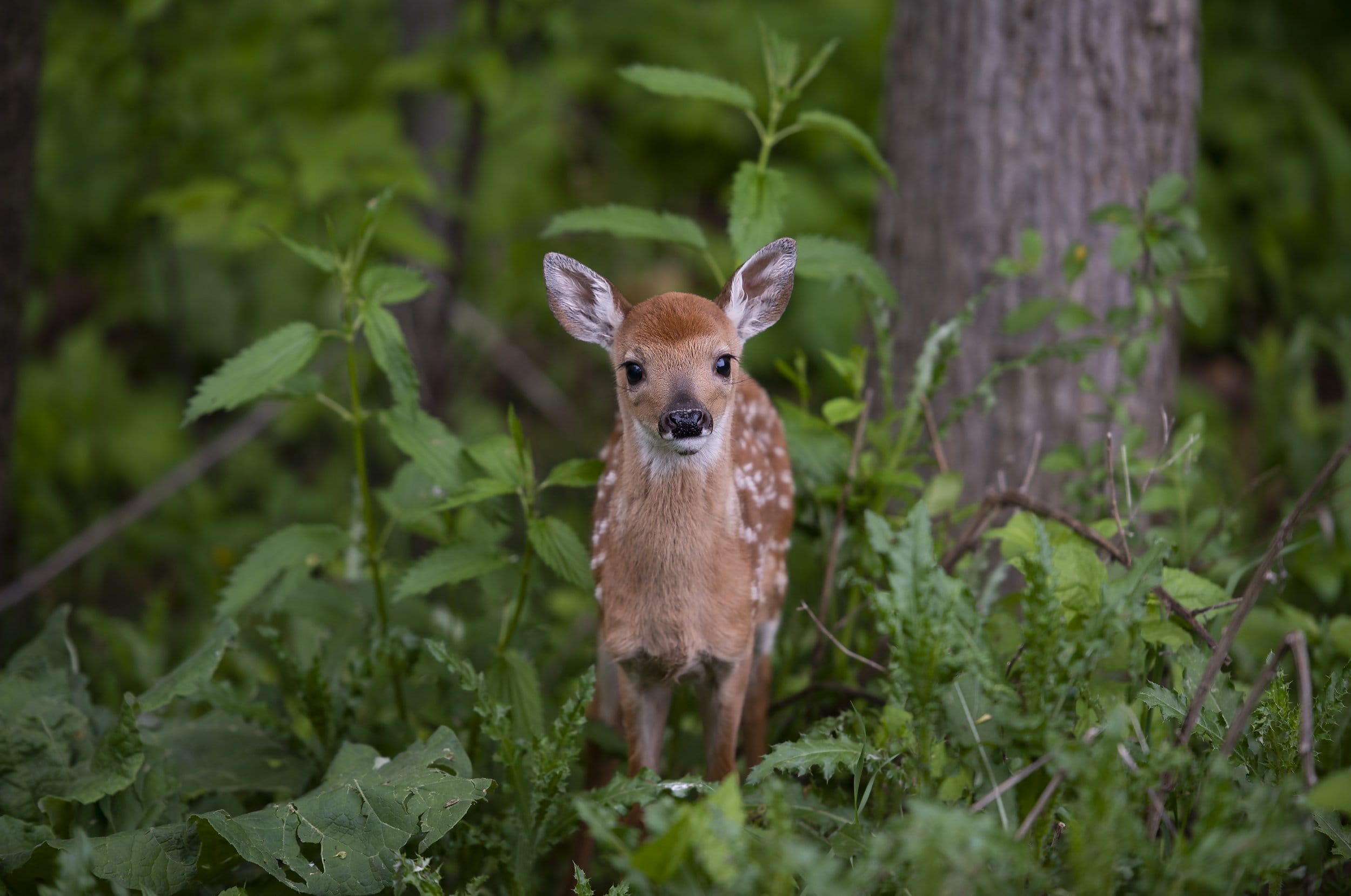 Little Fawn Greeting Card