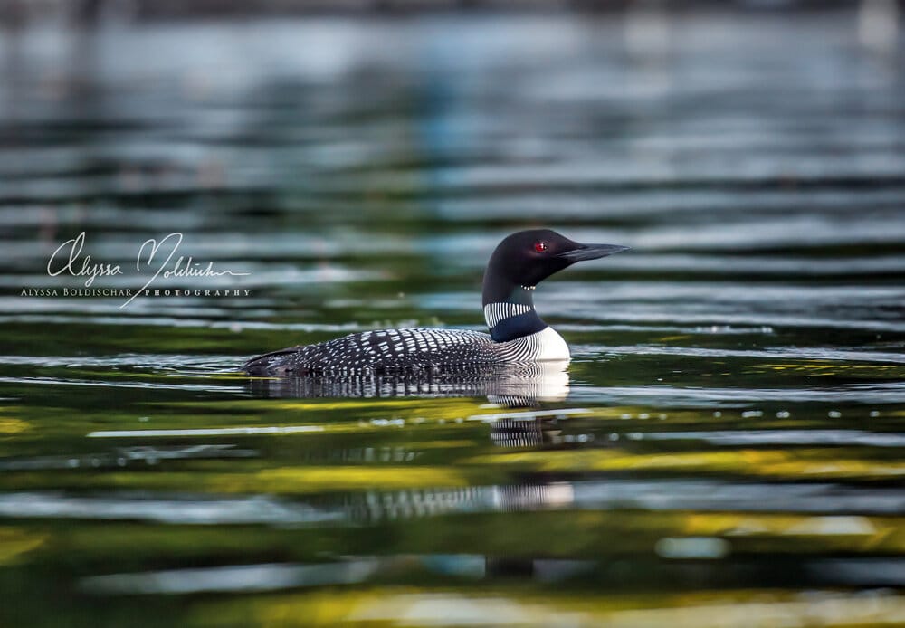 Loon on the Lake Photo Print