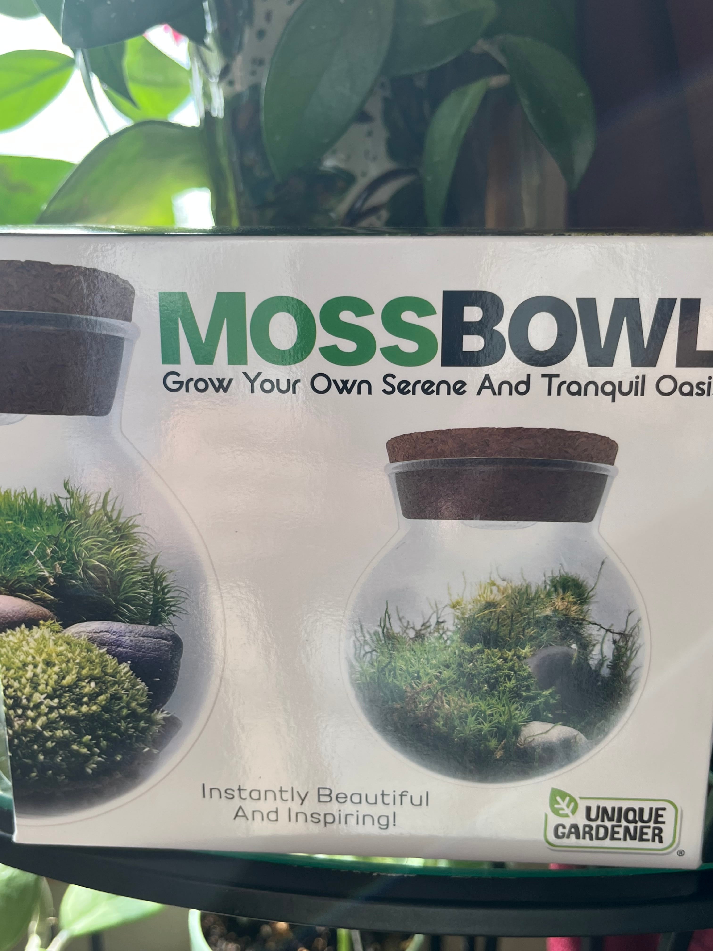 MossBowl Glass Terrarium
