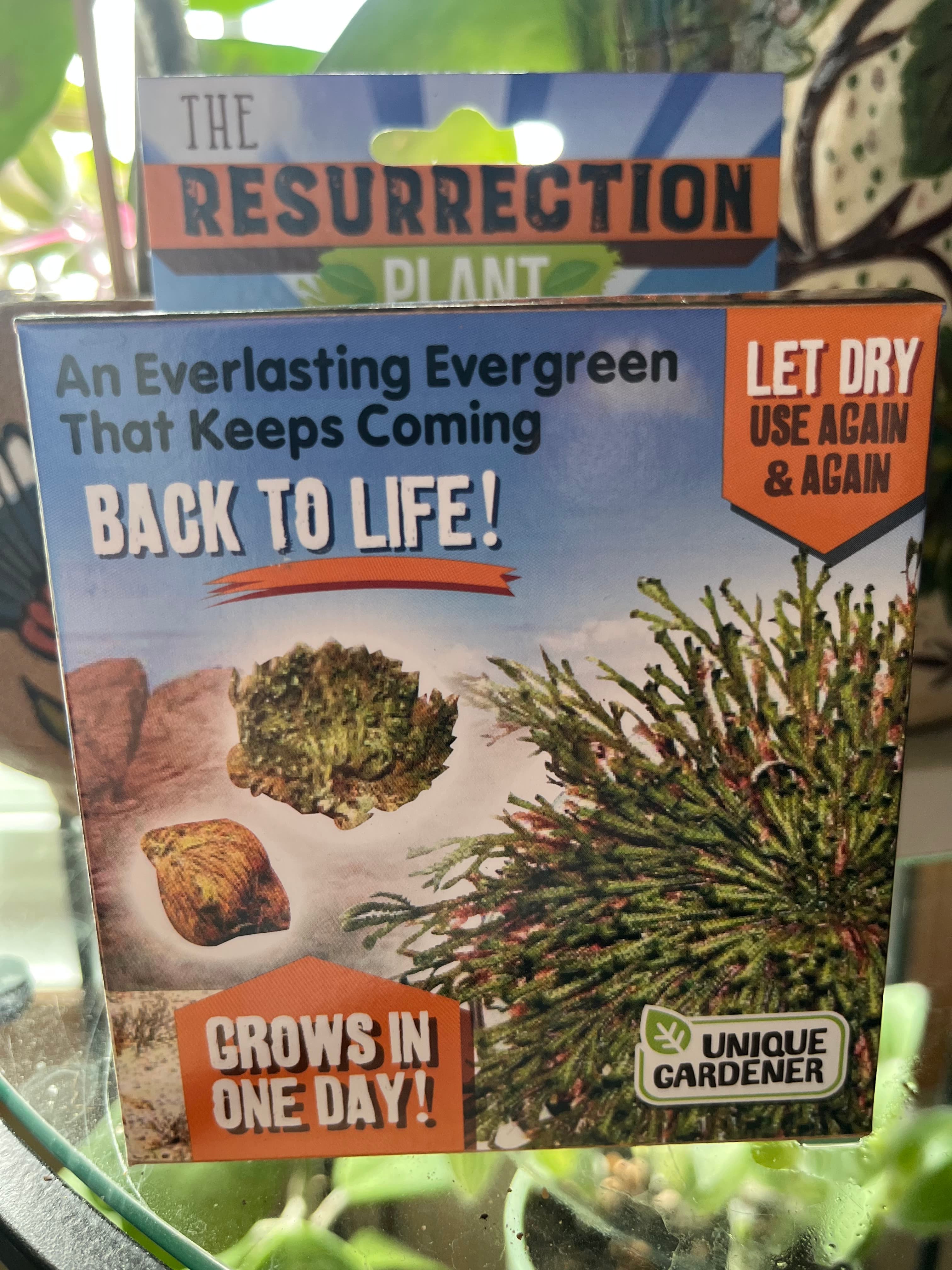 Resurrection Plant