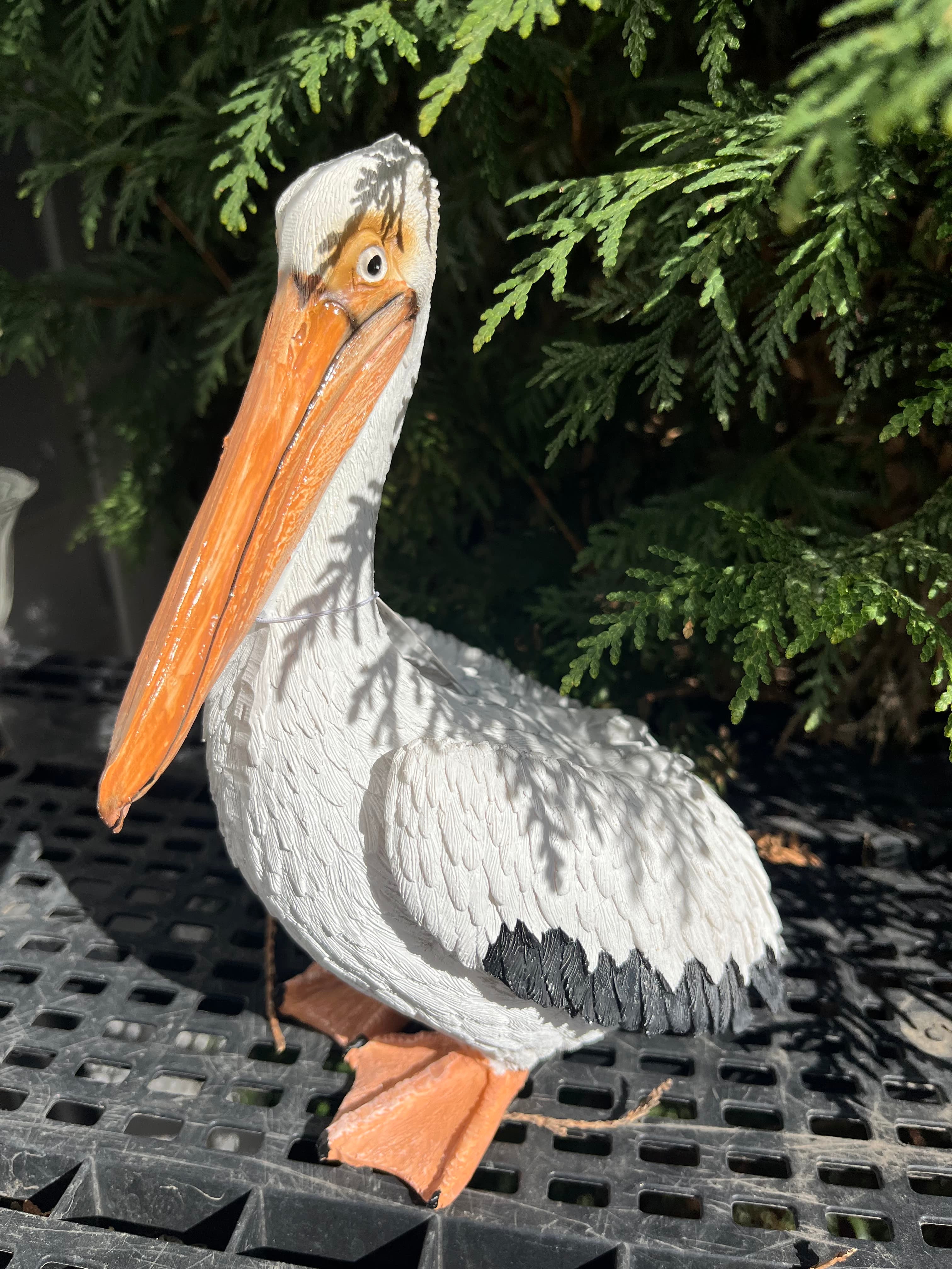 Sitting Pelican