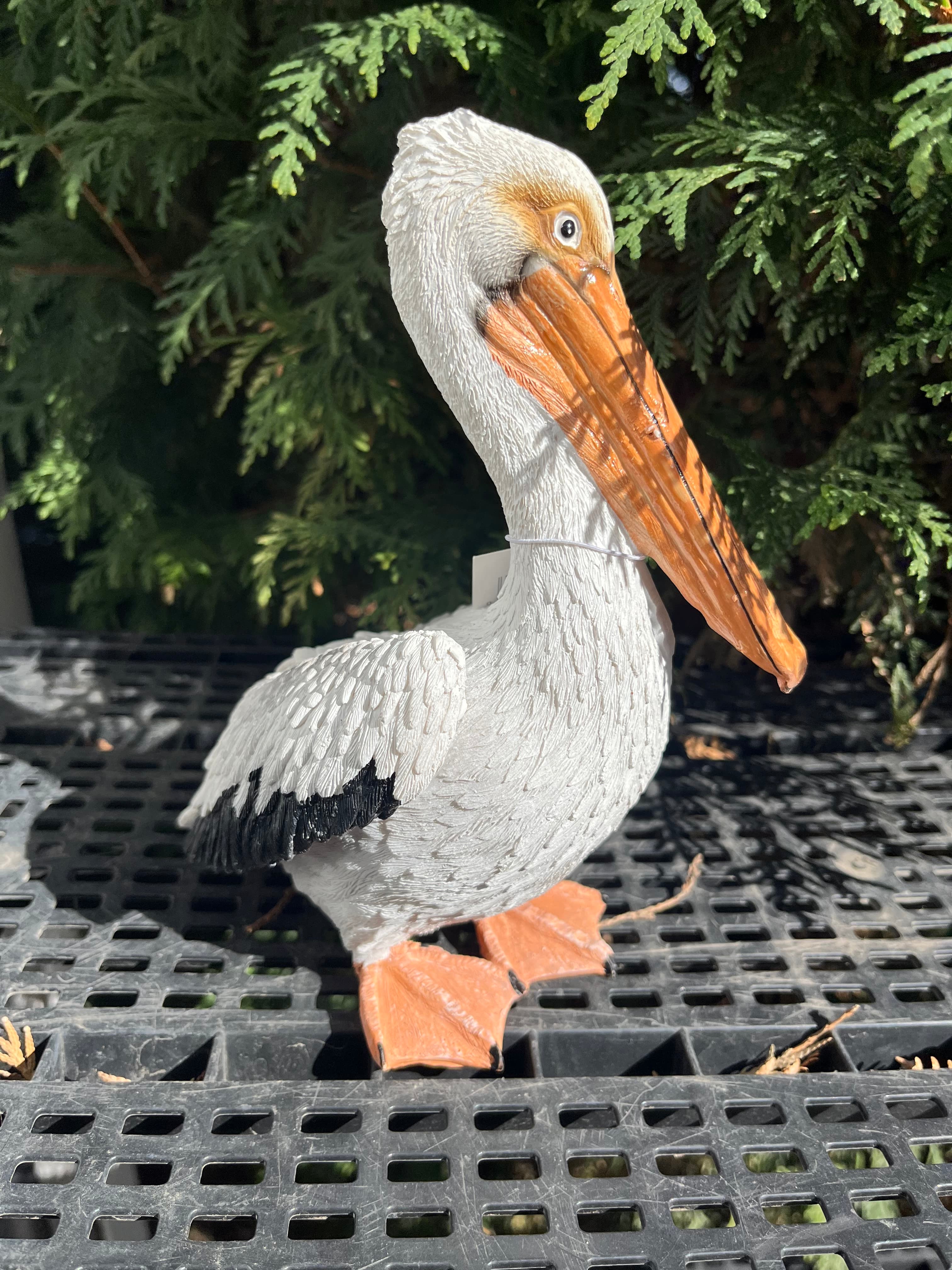 Sitting Pelican