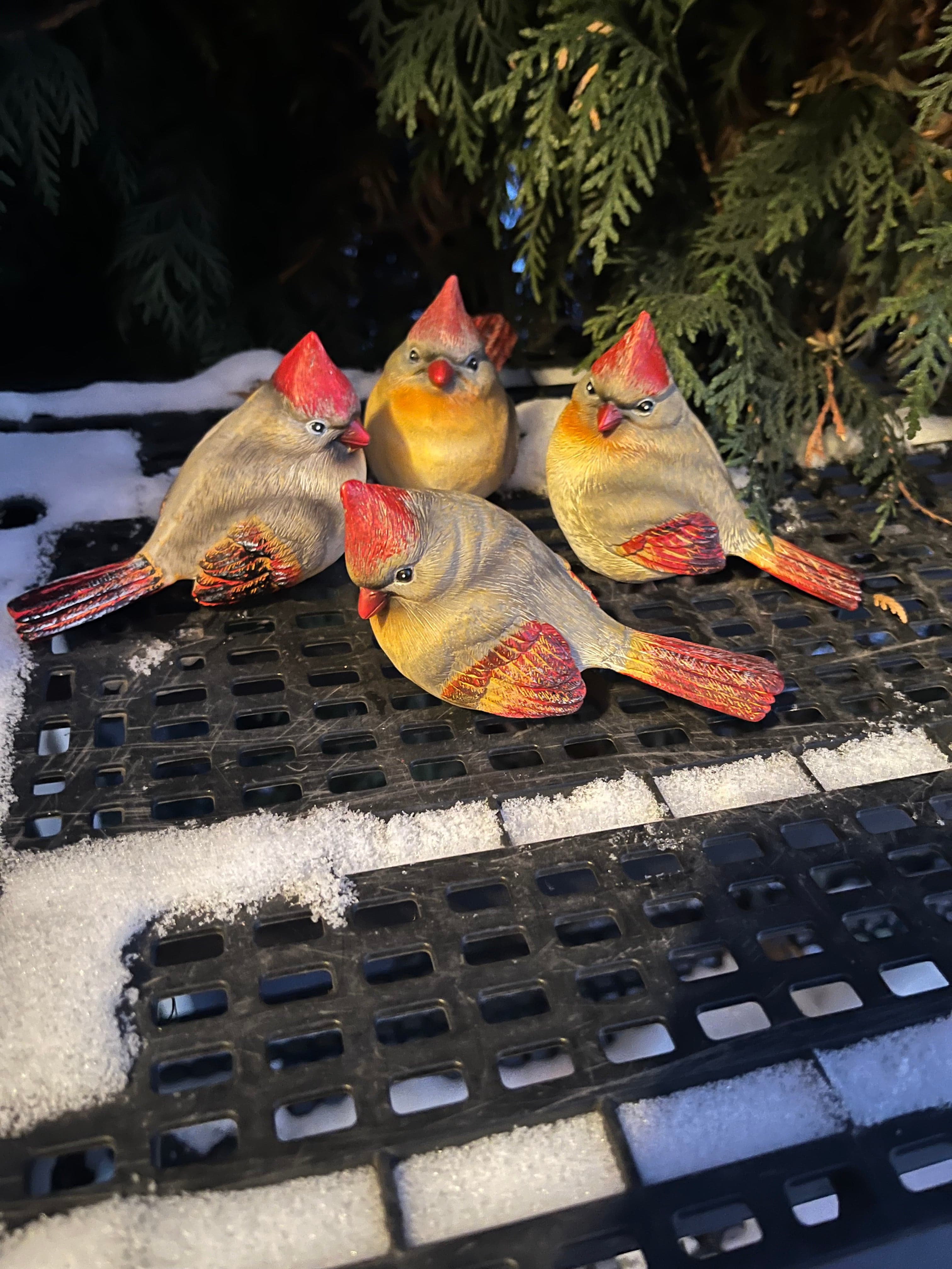 Small Female Cardinal