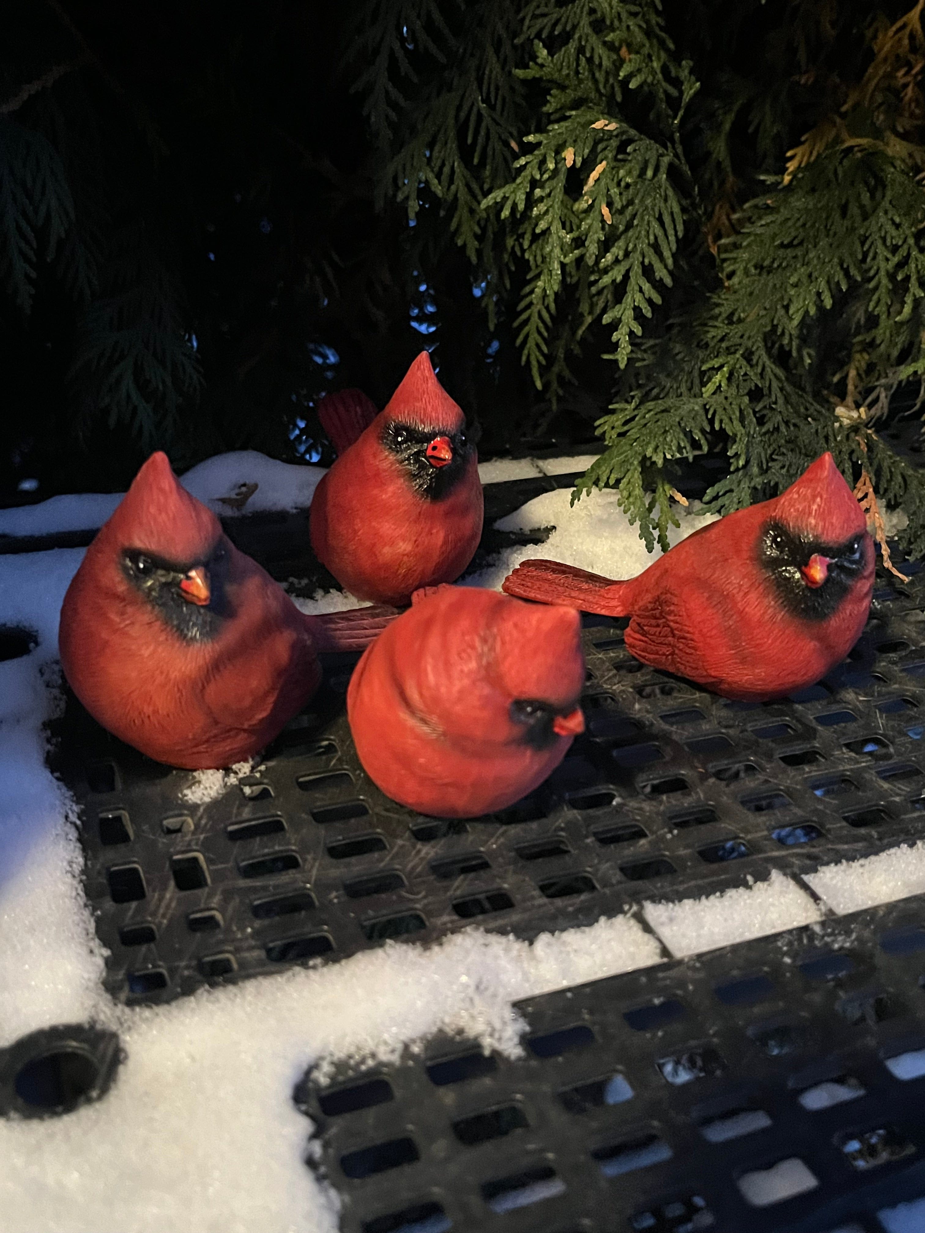Small Male Cardinal