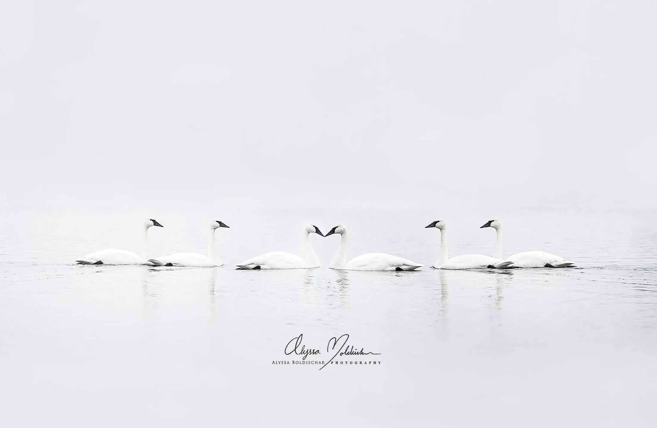 Swans Greeting Card