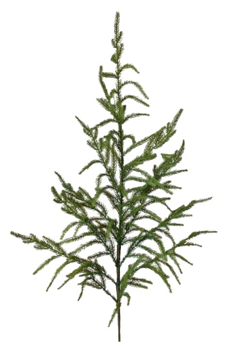 Norfolk Pine Spray