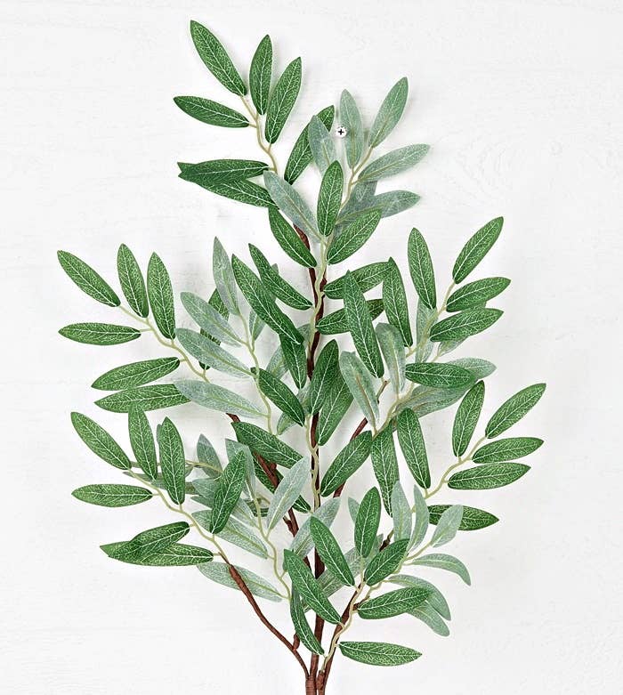 Olive Leaves Branch