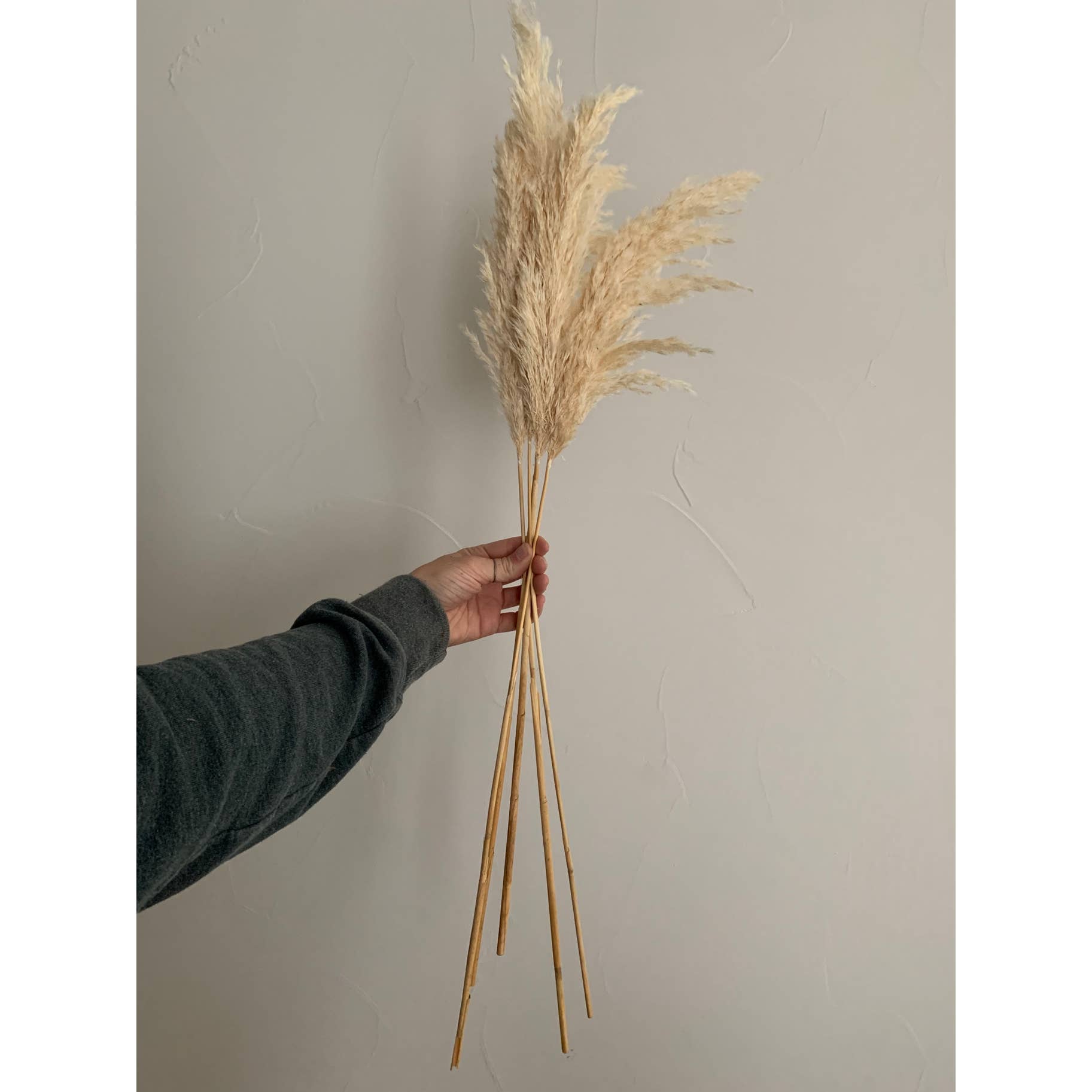 Pampas Grass