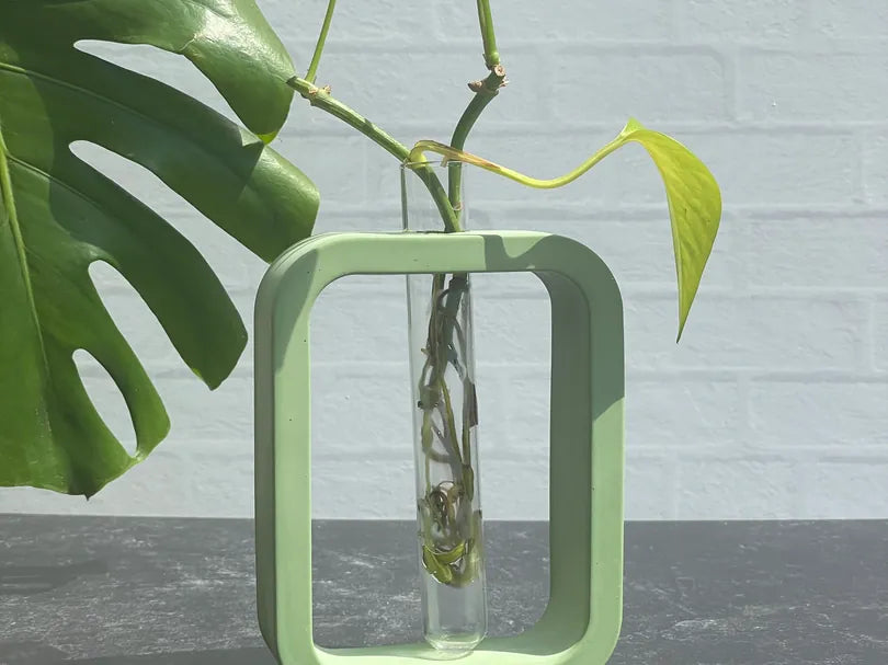 Plant Propagation Vase